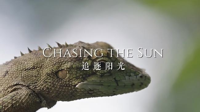 Chasing the Sun