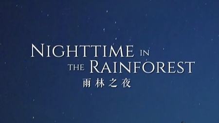 Nighttime in the Rainforest