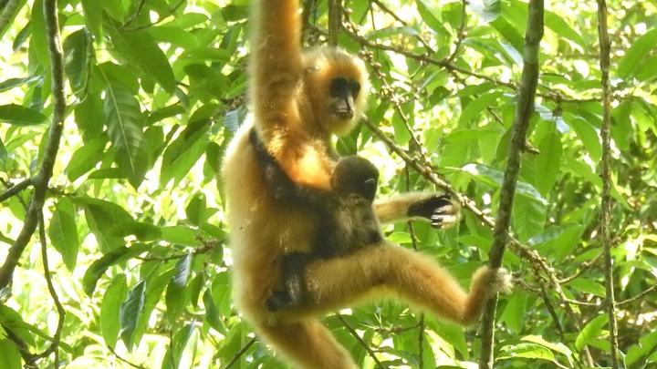 Hainan's tropical rainforest park a highlight of national ecological progress