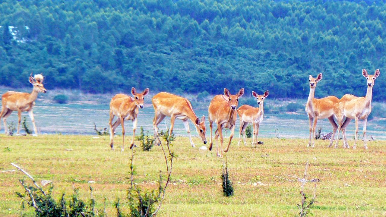 Hainan Eld's deer
