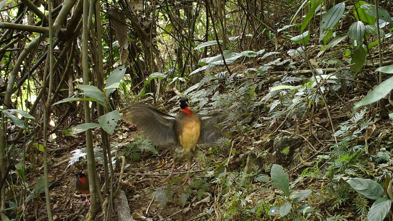 Hainan Partridge