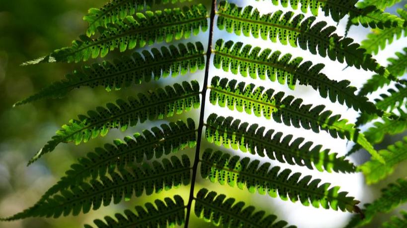 Scenery of Wuzhishan section of Hainan Tropical Rainforest National Park