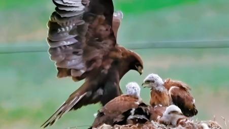 Rare upland buzzard feeds chicks at at nest 4,500m above sea level