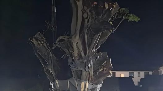 624-year-old banyan tree stands again after rescue effort in Zhangzhou