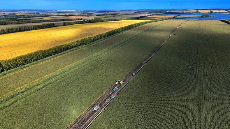 Harvest season of silage crops in NE China's Heilongjiang