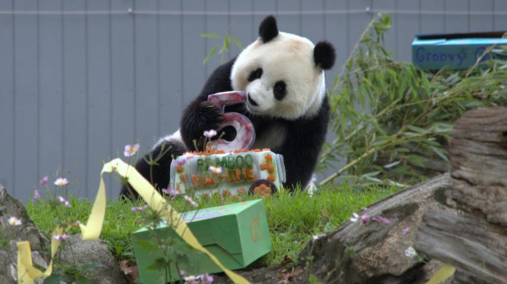 5th birthday party of giant panda Qing Bao held in Washington, D.C.