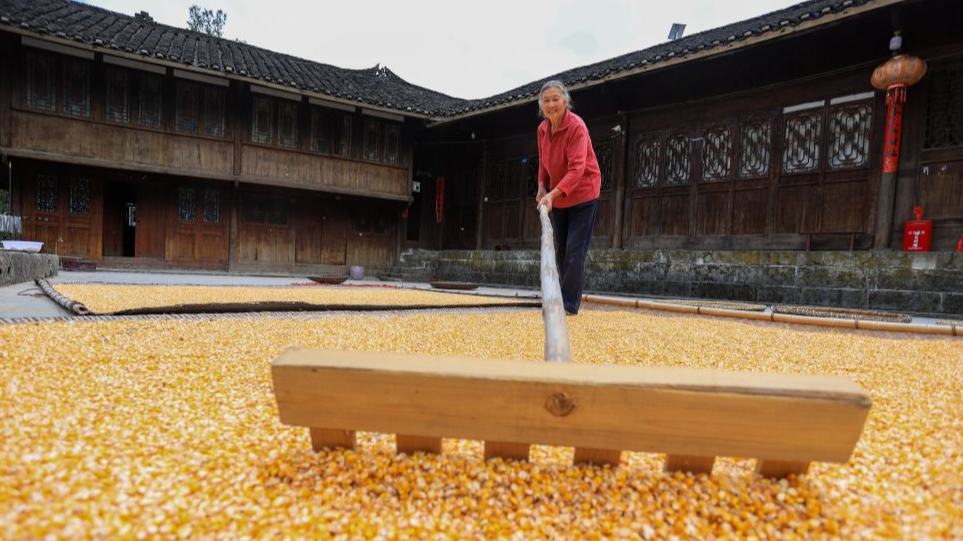 Farmers busy with autumn harvesting across China