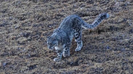 Snow leopards roam Qinghai mountains in search of prey