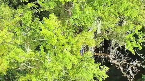 190-year-old giant sweetgum stands as Fujian's tallest ancient tree