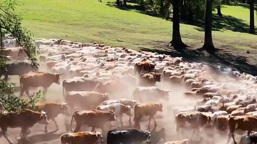 Massive cattle, sheep migration begins in Xinjiang