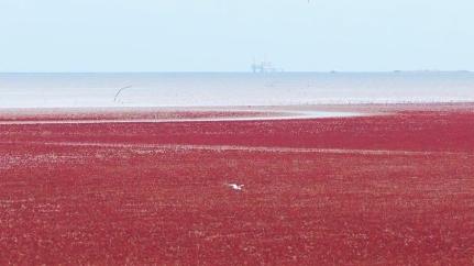 Vibrant wetlands of Yellow River Delta welcome migratory birds
