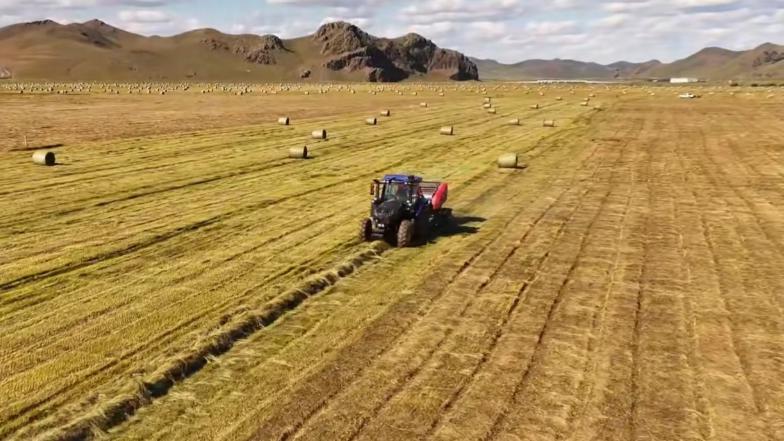 Hay bales like Swiss rolls dot grasslands in Inner Mongolia