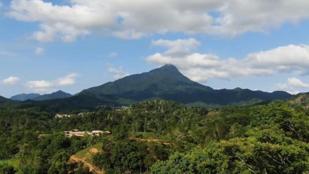 Witnessing "China's Speed" and "Hainan's Solutions" in Rainforest Conservation