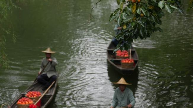 Persimmon-themed activities kick off at Xixi National Wetland Park in Hangzhou, E China's Zhejiang