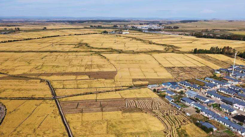 View of paddy rice harvest in China's Heilongjiang