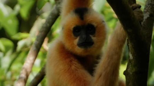 From barren hills to a sea of forests: Hainan hosts the only gibbon population worldwide that has maintained continuous growth