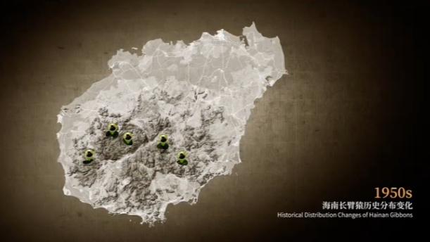 Searching for Hainan Gibbons:Focusing on the 40+ years conservation journey of Hainan Gibbons