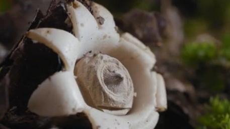 The cycle of life in the rainforest