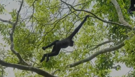 The Hainan Gibbon learning to swing and leap