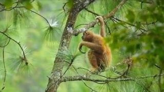 The only home of the Hainan Gibbon