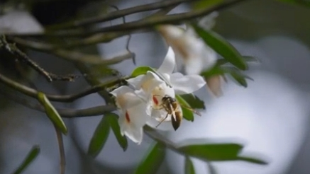 Master of disguise in the plant kingdom
