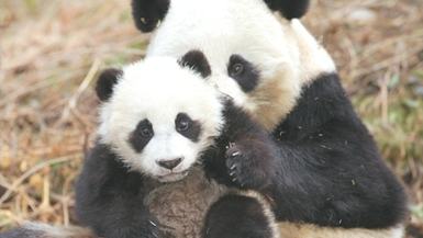 Learning to survive: How China's wildlife caretakers prepare young animals for the wild