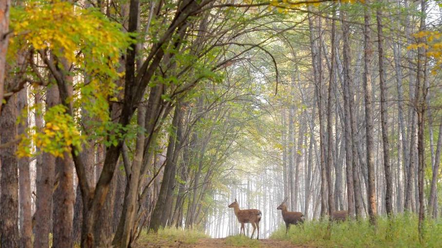Sika deer pictured at nature reserve in Qiqihar, China's Heilongjiang