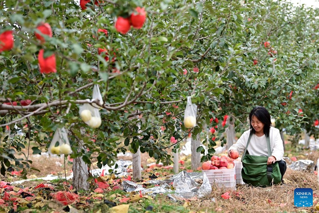Revolutionary base of China's Long March in Wuqi County sees ecological, industrial development