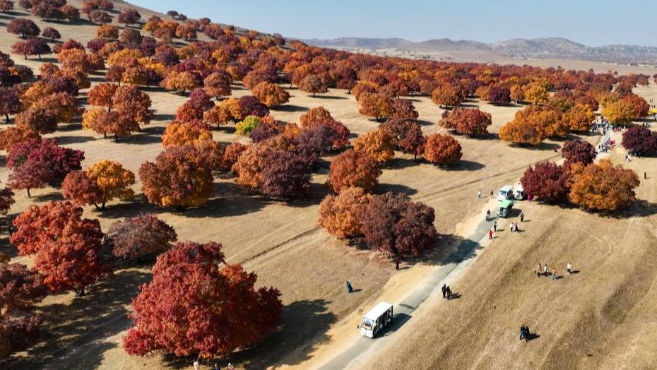 Maple-themed cultural tourism season kicks off in China's Inner Mongolia