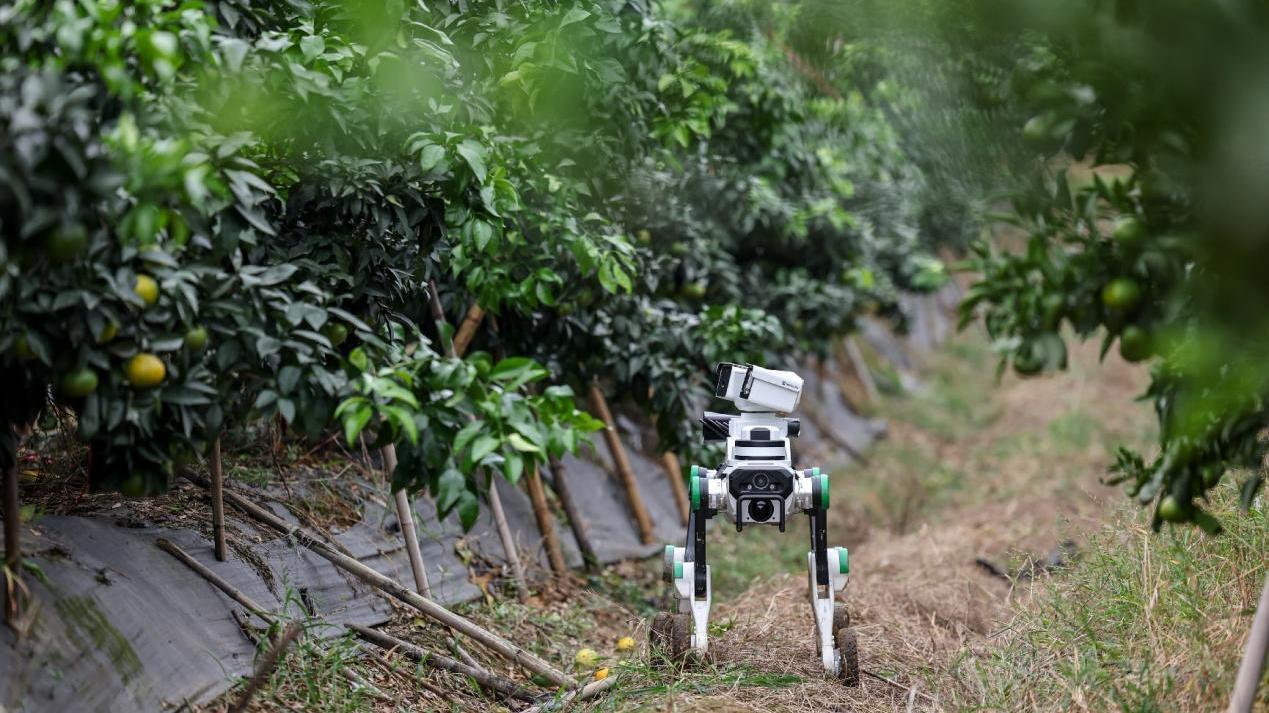 From functional to indispensable: How China's robots are evolving beyond basic utility