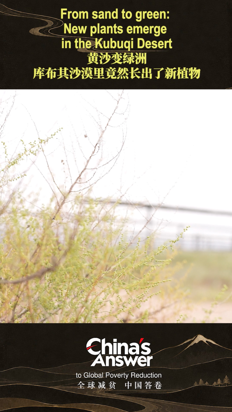 From sand to green: New plants emerge in the Kubuqi Desert