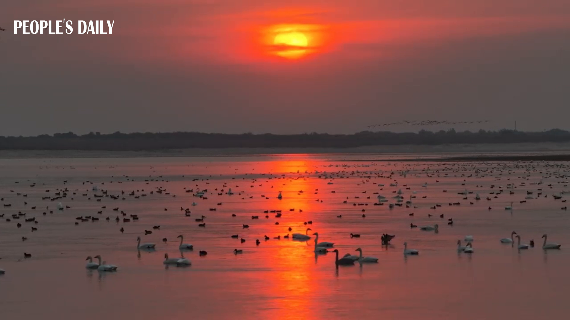 Migrating birds refuel at Horqin reserve in N China's Inner Mongolia