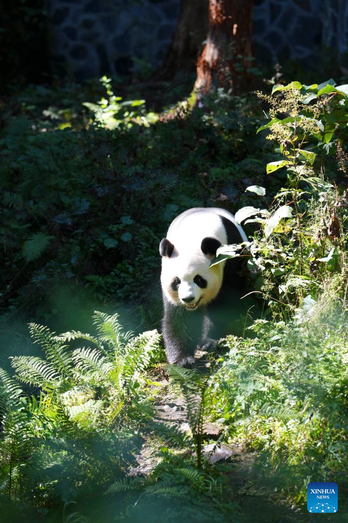 Baoxing County in SW China develops panda-themed eco-tourism