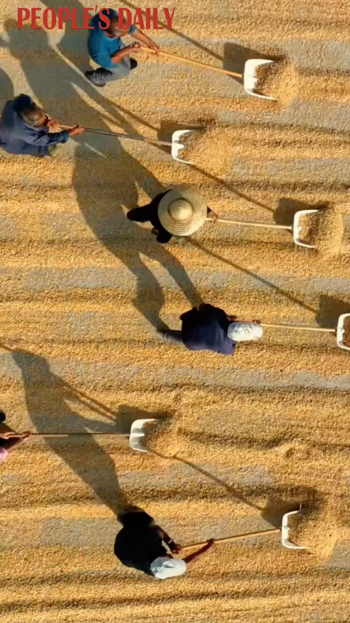 Golden corn kernels spread across drying grounds in Rizhao