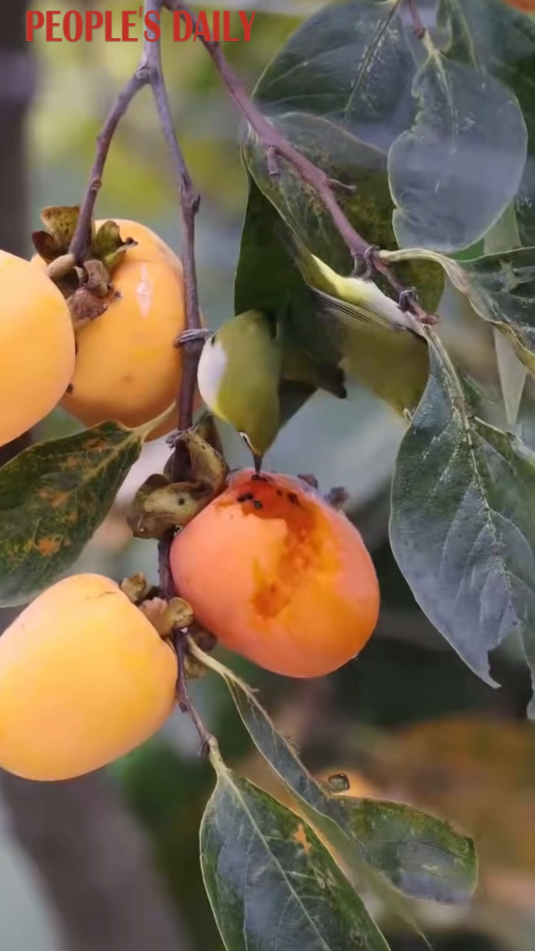 Swinhoe's white-eyes squabble over a sweet persimmon