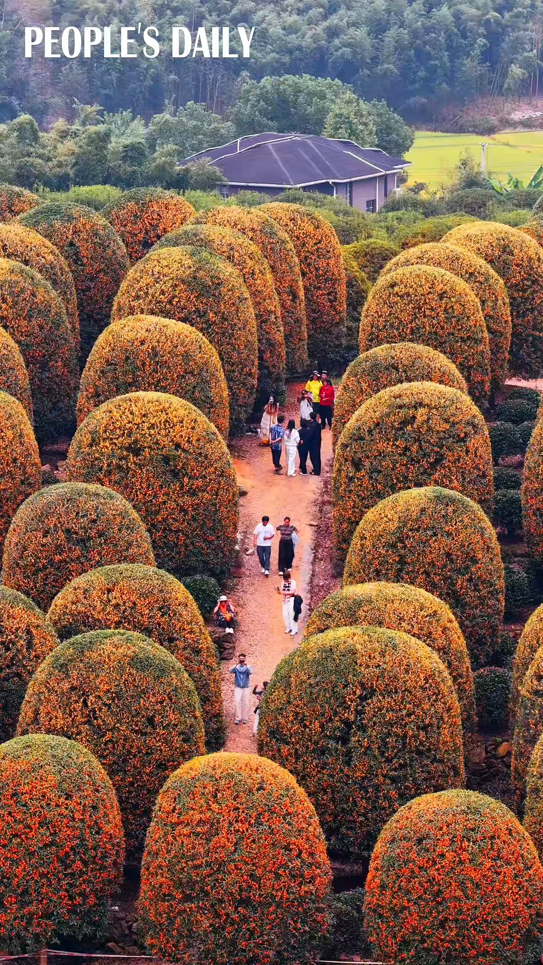 Mushroom-shaped osmanthus trees bloom in Hangzhou