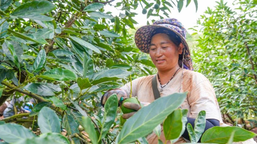 Bumper avocado harvest in Yunnan's Menglian expected to replace 15 percent of imports