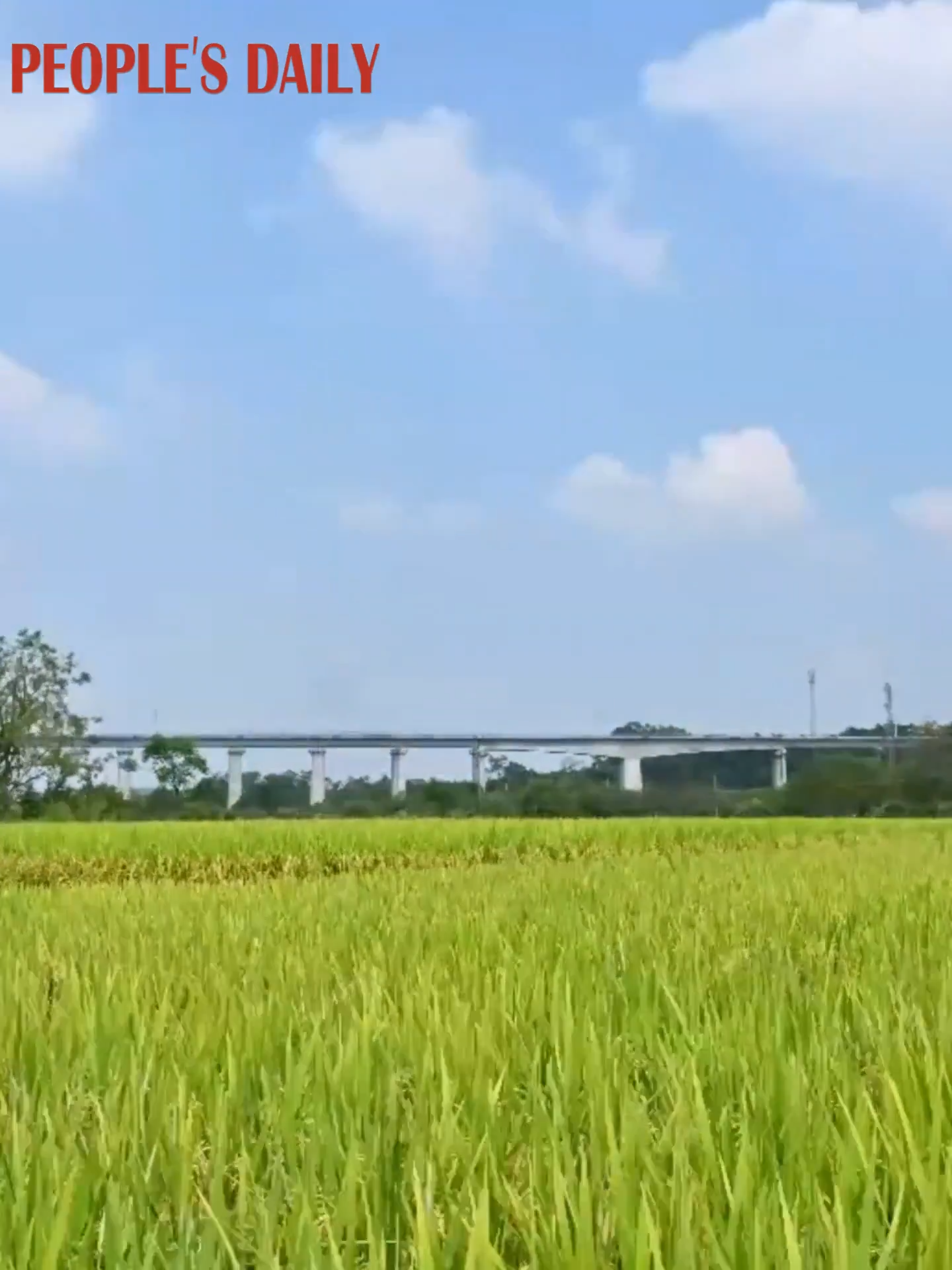 Rice paddies ripen in Nanning, S China's Guangxi