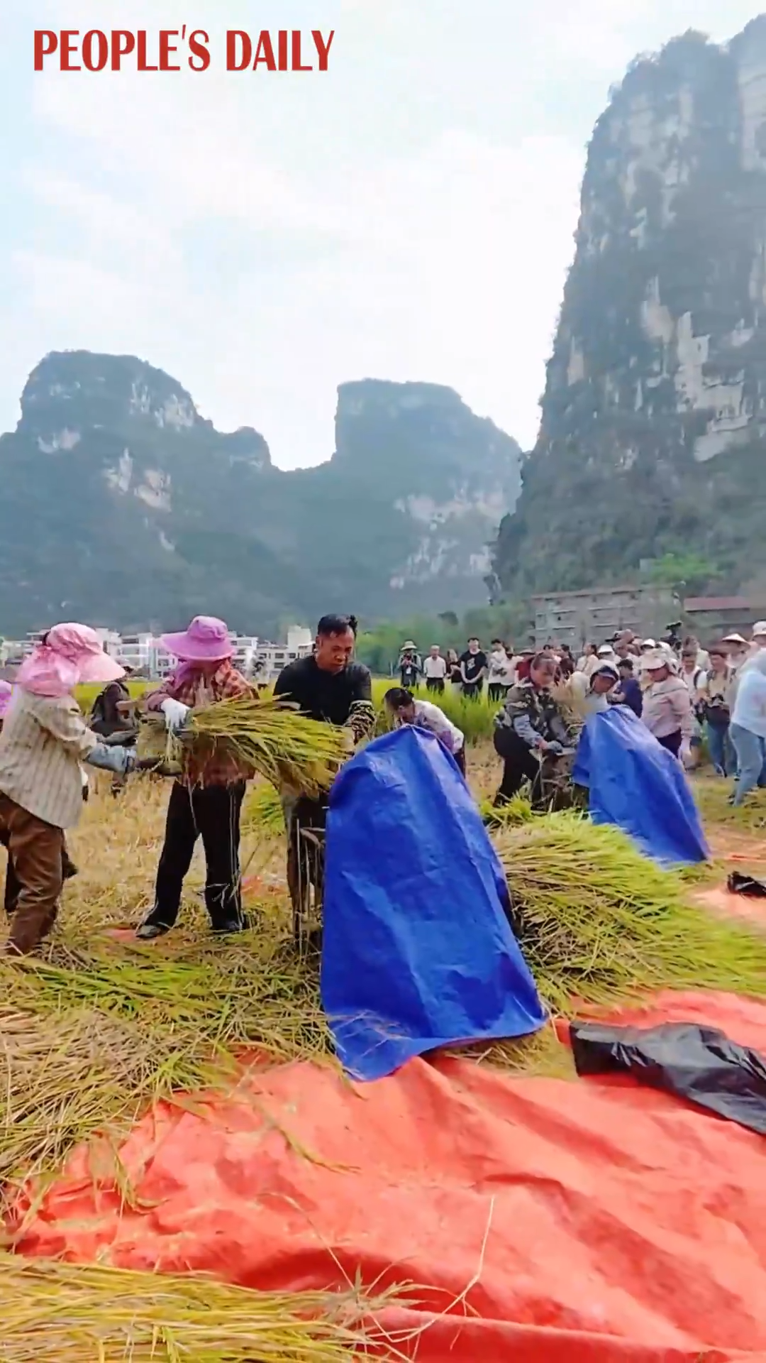 Farmers compete in rice-cutting, threshing contest in S China's Guangxi