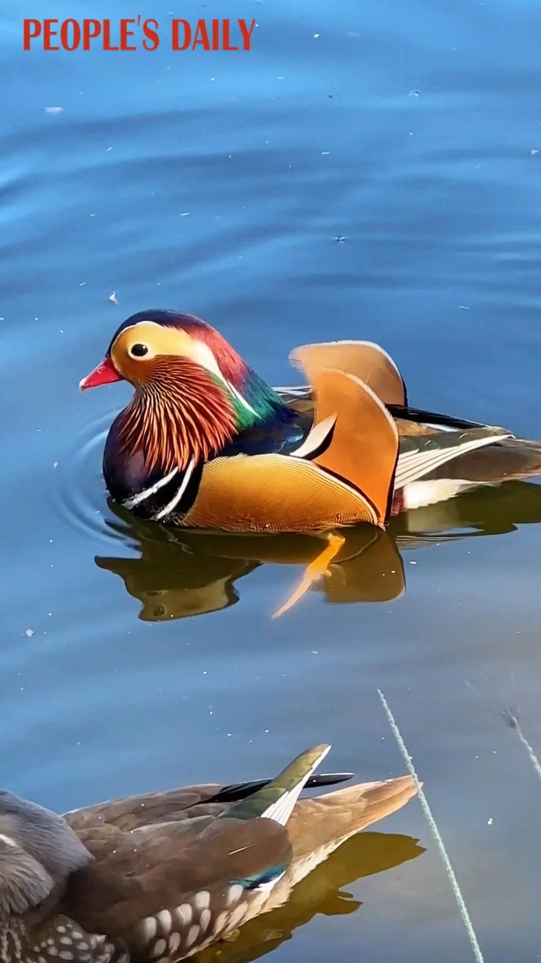 Mandarin ducks paddle across water at China National Botanical Garden