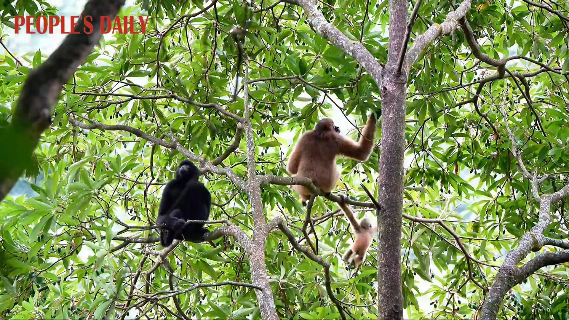 Baby western black crested gibbon swings through treetops in Yunnan