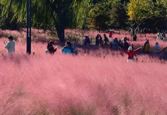 Pink muhly grass transforms a park in Beijing into a dreamy pink sea