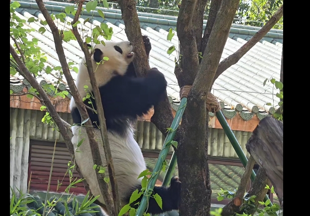 Giant panda Ya Yi charms visitors with its cute climbing moves at Guangzhou Zoo