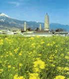 cd5262.gif (19773 bytes)