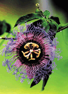 cd9205.gif (23162 bytes)