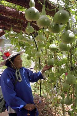 xh08114.jpg (33417 bytes)