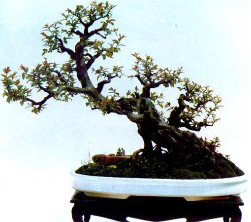 ���Ĵ���