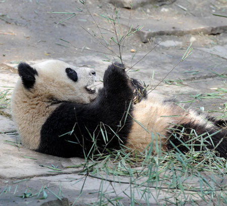 Ten World Expo pandas set out for Shanghai
