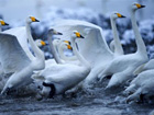 China's Rongcheng: swan kingdom in the East 