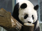 Expo pandas arrive in Shanghai 